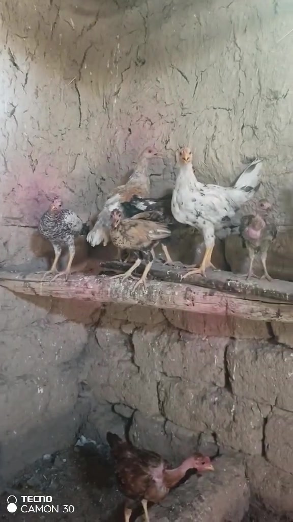متاح ديوكه وفراريج العدد 11 بيهن 6فراريج ملقحات مرتين لقاح رباعي مكاني شهربان الكيلوات مكلف بنشر لحد يراسل هاذ رقم راعيهن ***********
