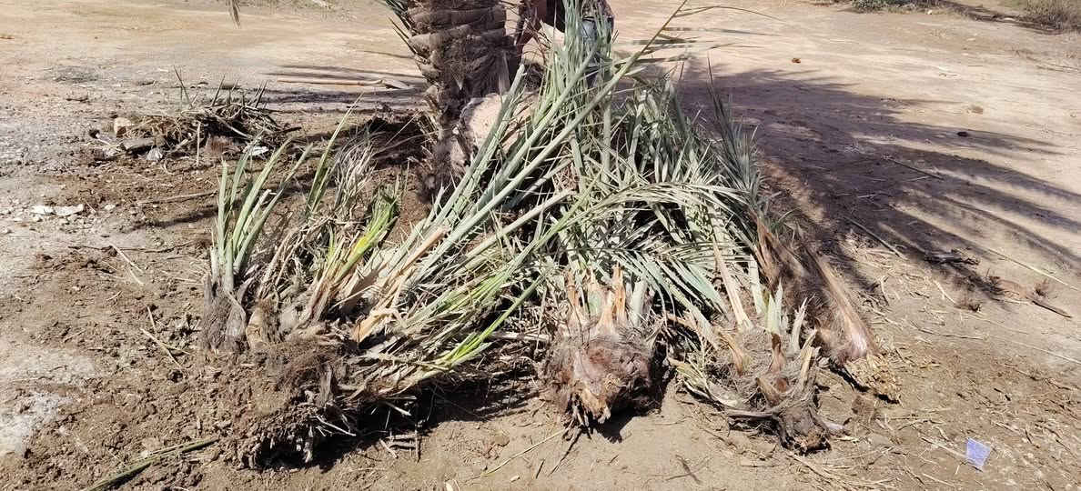 50زهدي درجه اولا شرط مطلعات
50خضراويه شرط مطلعات ومحملات من العام 

الي يريدهن يراسلني بس فلوس الشلاع 5000


**إذا كنت صاحب هذا الإعلان وتريد حذفه لأي سبب، رجاءا أرسل رسالة إلى الدعم الفني**