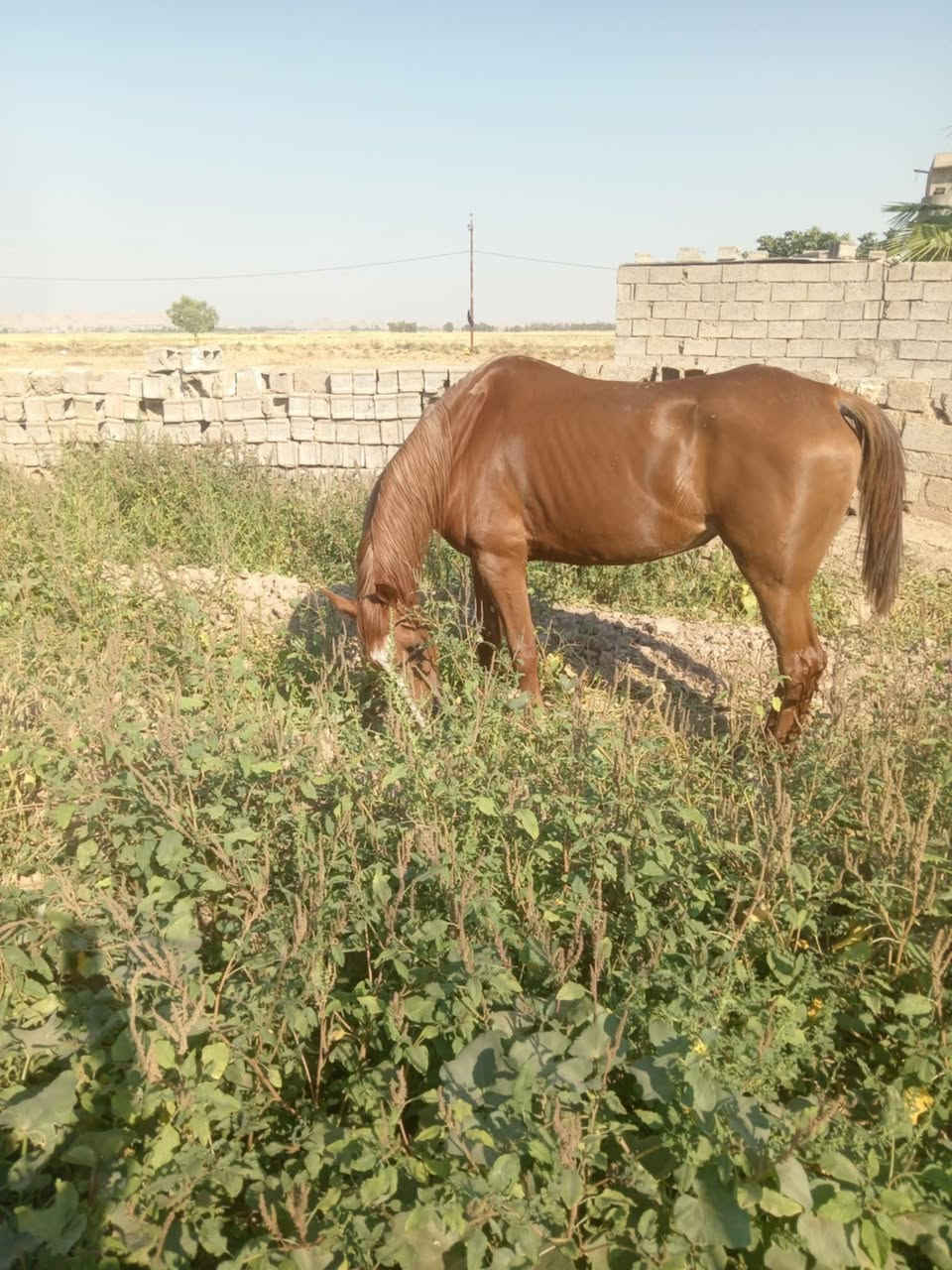 فرس للبيع نثيه طوز صلاح الدين
الاتصال على الرقم / ***********
