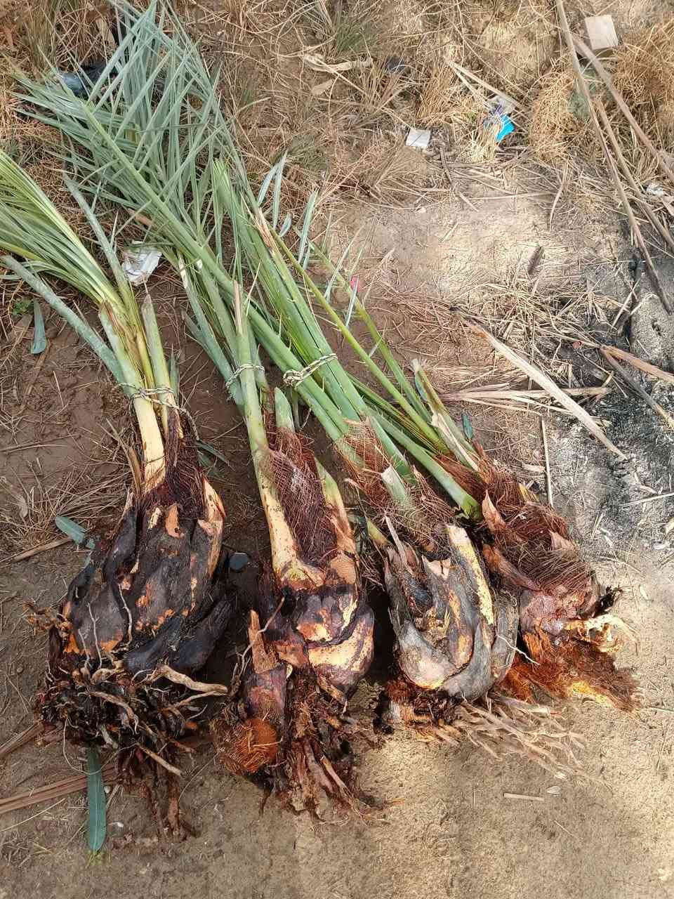 متوفر نخل برحي عدد 4 حر السعر 400 متوفر نخل مجهول نسيجي عدد 2 السعر 200 مكاني كربلاء شرط الضمان ***********
