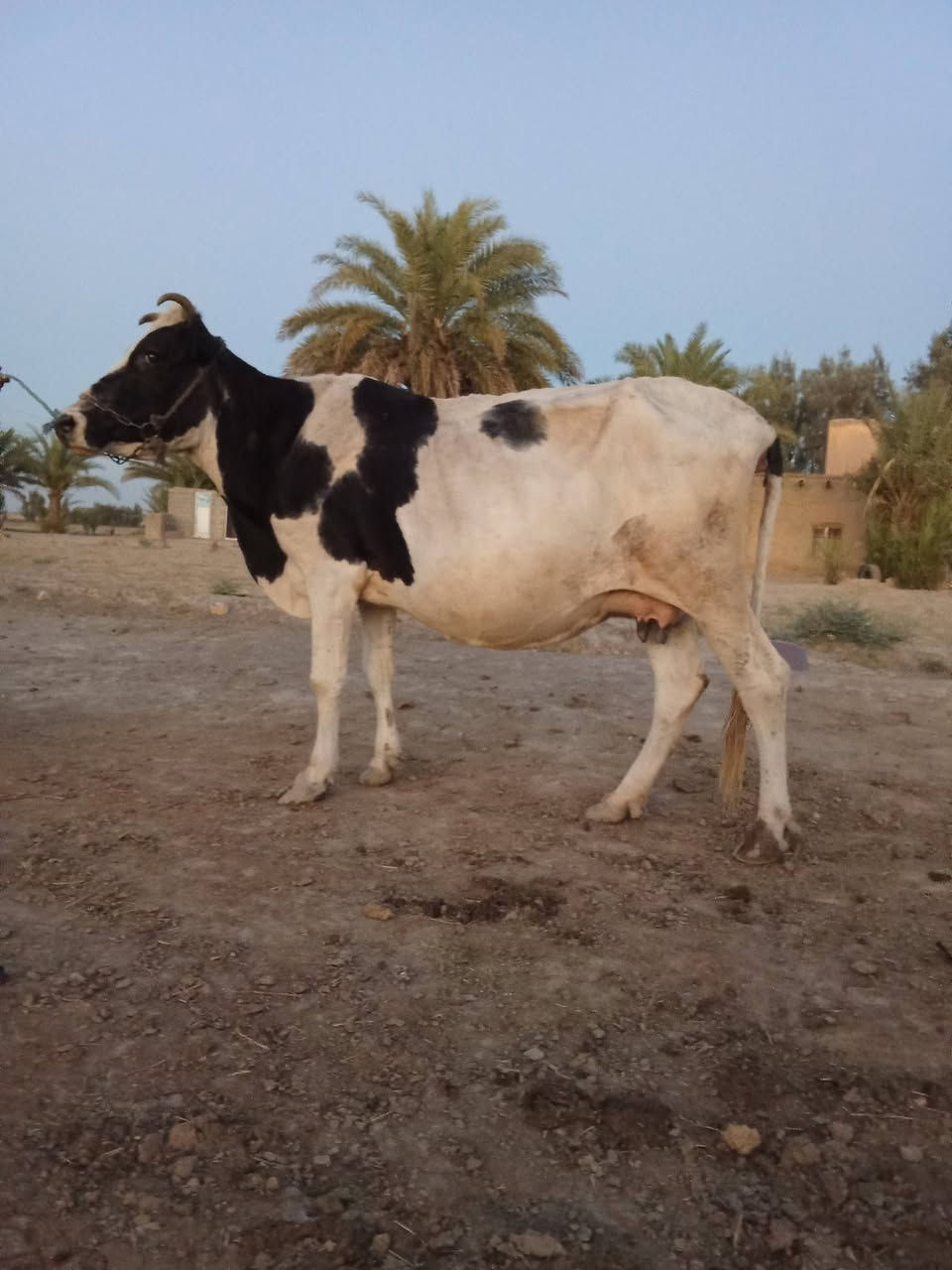 يا الله اللهم صل على محمد وال محمد
لجاب للبيع شرط الجني مشروطات على كل عيب 

وحده ترهم گصابه وترهم جني ام ثاني بطن السعر. 1600

ولثانيه تحلب بدون ابن شرط النصاحه والجني السعر 1250

المكان بابل الشوملي ***********. بي واتساب
