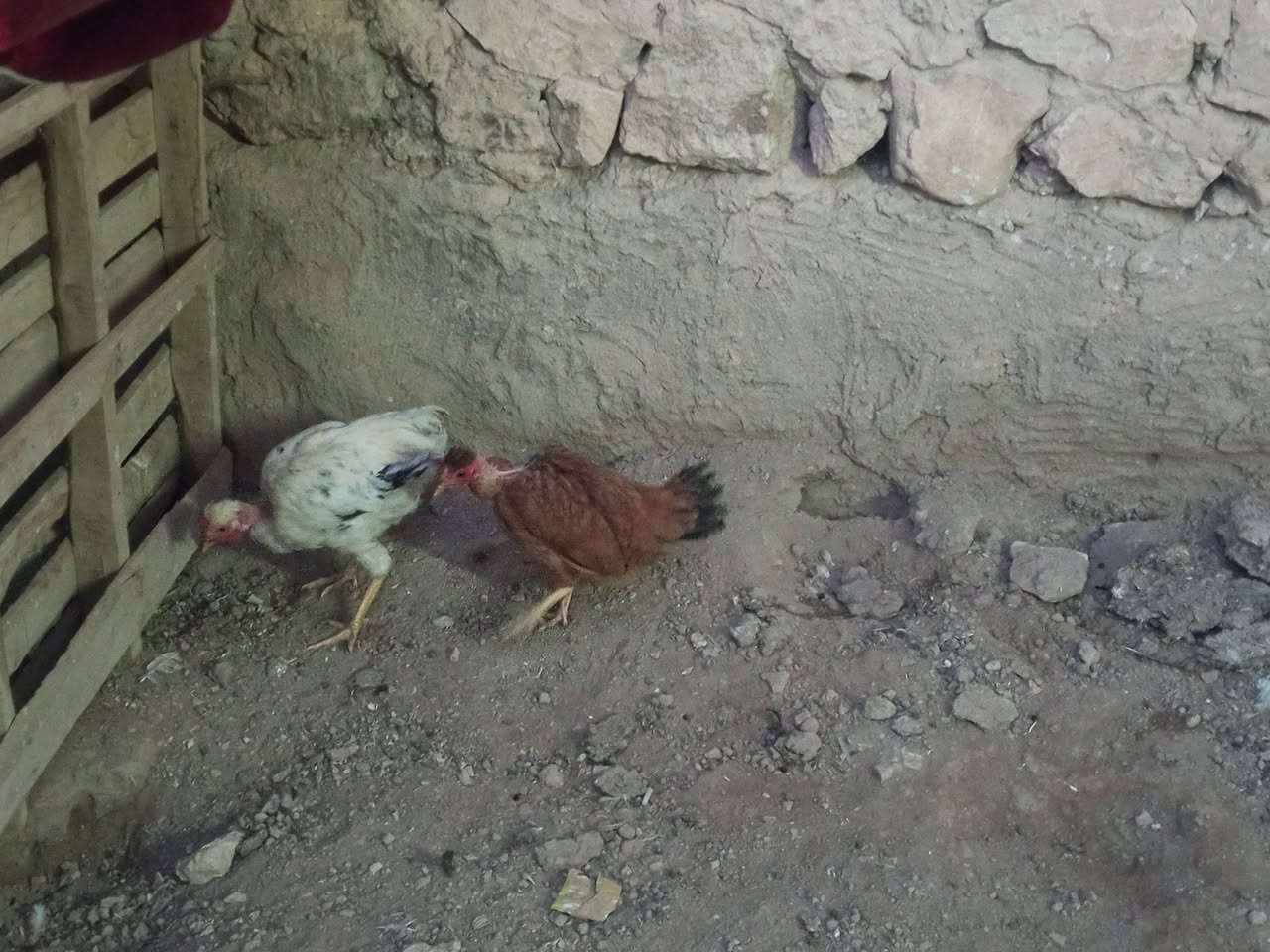 متاح ديج و دجاجه امهات ركيبه سعر ب 22وبيها مجال


**إذا كنت صاحب هذا الإعلان وتريد حذفه لأي سبب، رجاءا أرسل رسالة إلى الدعم الفني**