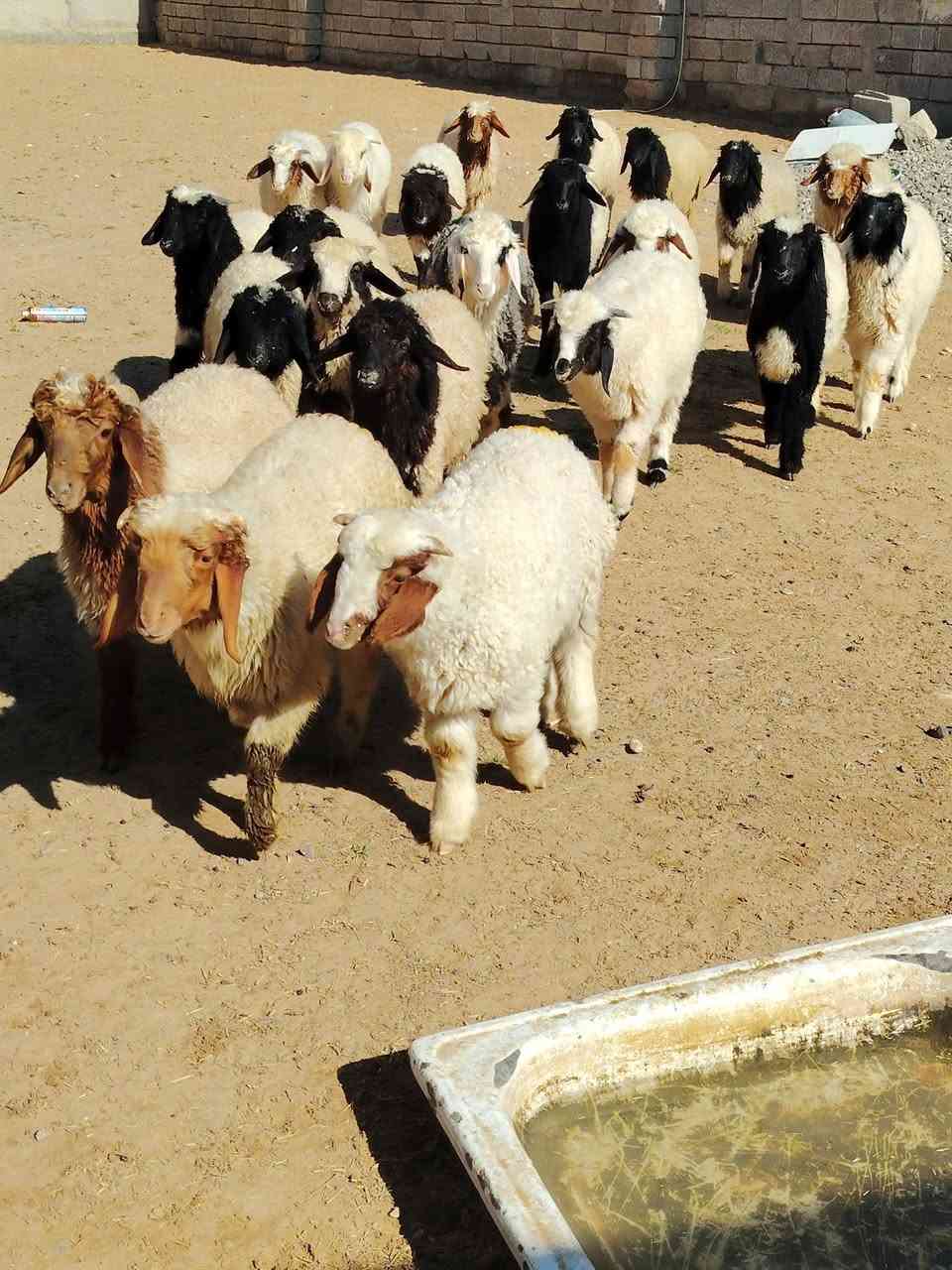 اللهم صلي على محمد وال محمد 
#يوجد_طليان_مال_ربط_و_ذبح_ناصحات شرط النصاحه علئ كل عيب مابيهن العدد لطليان 24 المكان صلاح الدين بيجي رقم الهاتف ***********
