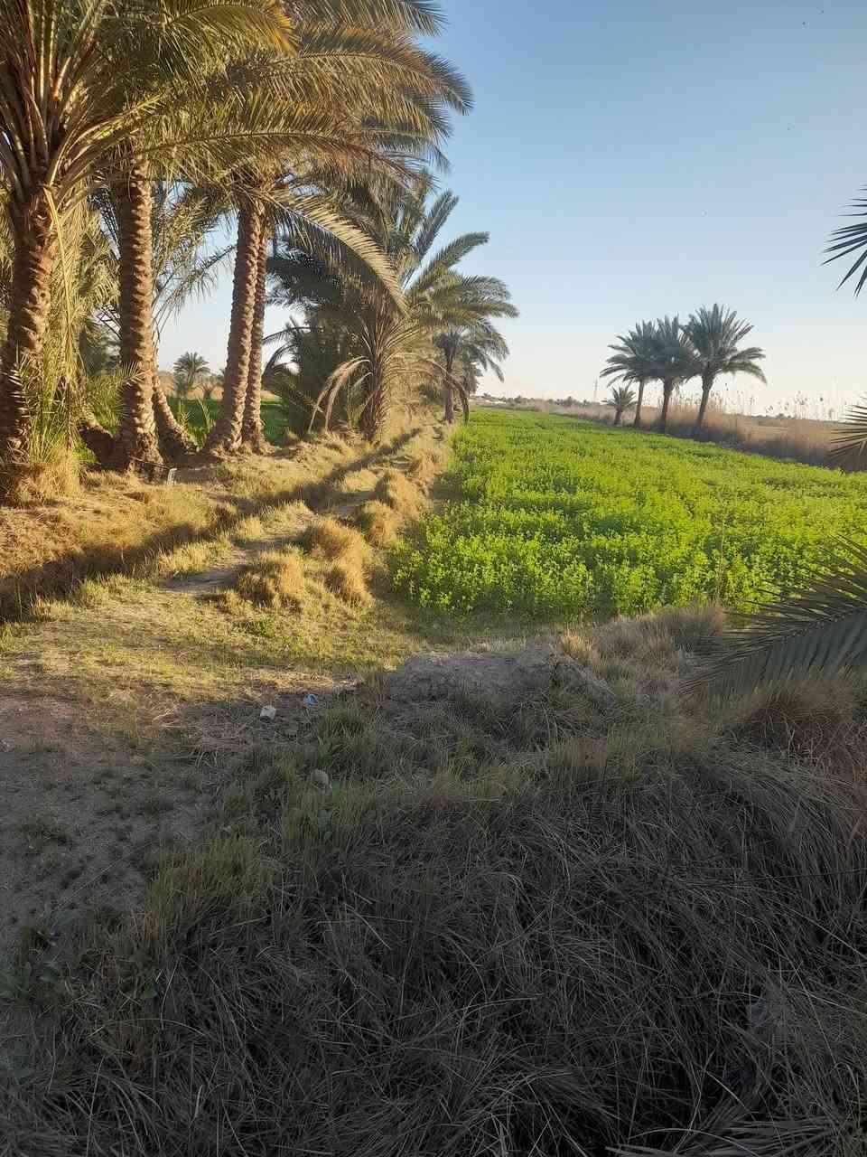 السلام عليكم ارض زراعيه للبيع المساحه ٢٢دونم سند ٢٥تحويل أسهم ماء  تسقي سيح كهرباء قريبه عليها العنوان طويريج الخيرات للإستفسار ع الرقم ***********
