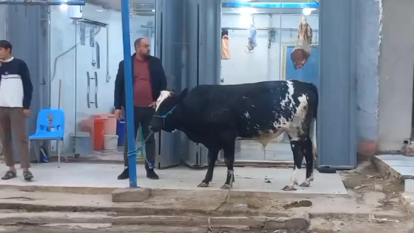 بسم الله الرحمن الرحيم 
          على بركة الله 
ذبح عجل عراقي درجة أولى 
ليوم غدا الثلاثاء 10/2/2026
اهلا وسهلا بزبئننا الكرام 
العنوان النصر الصوب الكبير قرب شركة الطائي 
مقابل حيدر الحلاق 
جزاره المرتضى بادارة ابو رضا 
***********

