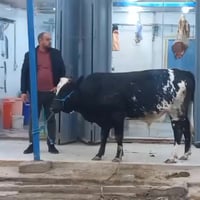 ذبح عجل • عجل عراقي • النصر الصوب الكبير