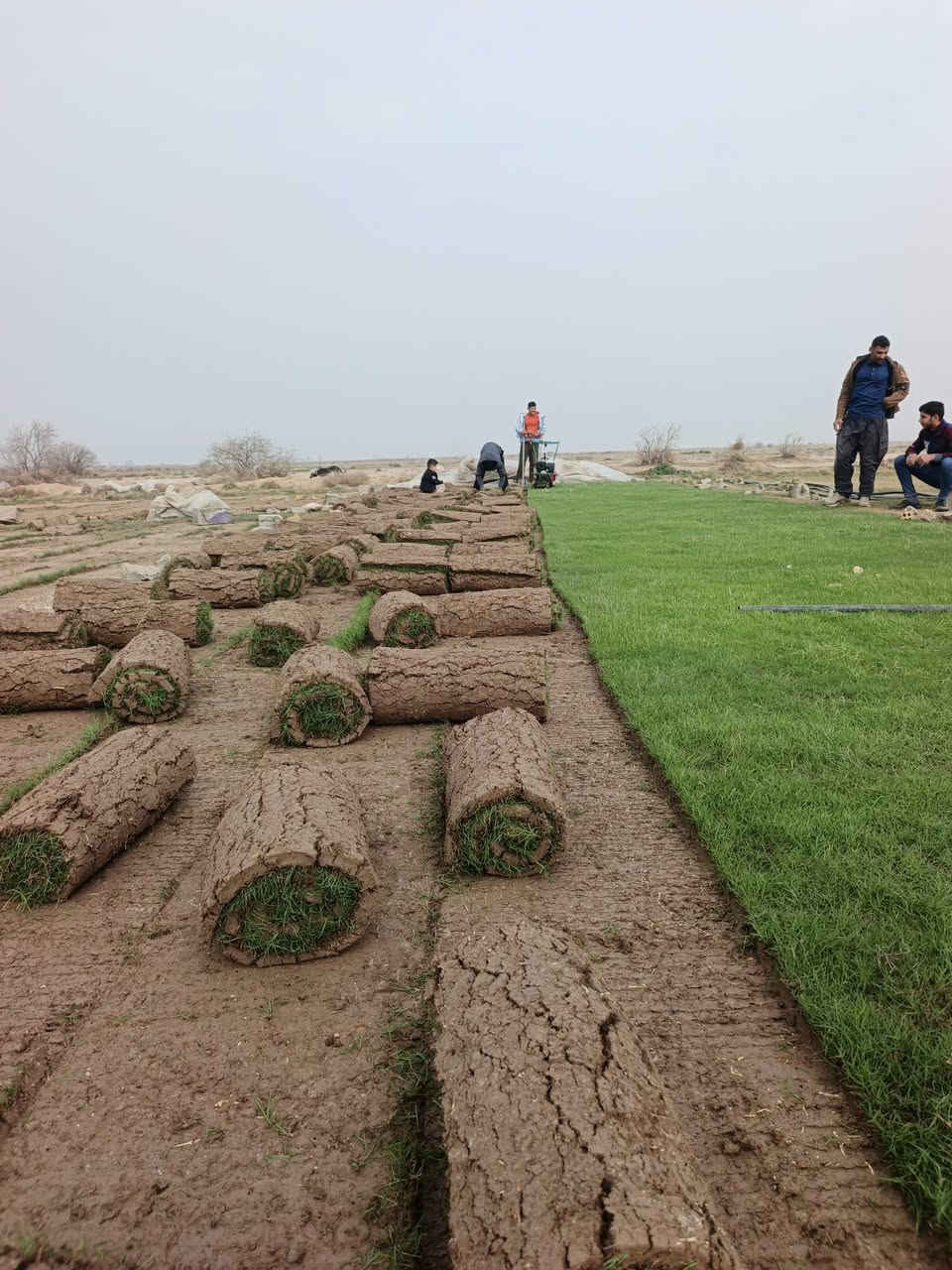 بدأ موسم جديد يوجد جميع نواع الثيل الطبيعية تجهيز جميع المساحات المطلوبة توجد كواد مختصه بزراعة الثيل الطبيعي و توصيل جميع المحافظات***********
