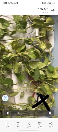 هةولير • ديكور بيت • ماركانو