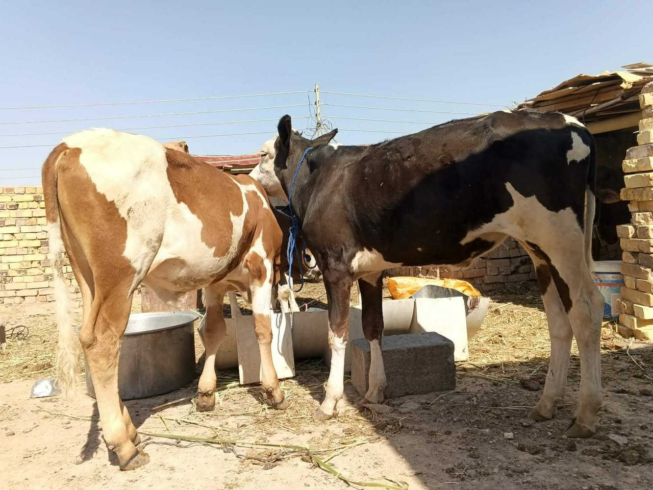 عجول البيع عدد 5 مكان عماره على الحولي قرب محطه مال بيت حجي مخيلف السعر الواحد مليون و 300 وبيه مجال 
***********
