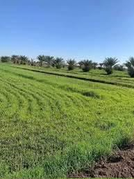 يوجد دونم طابو ملك صرف للبيع منطقة أبي غريب حميد شعبان الوسطاني واجهه ...