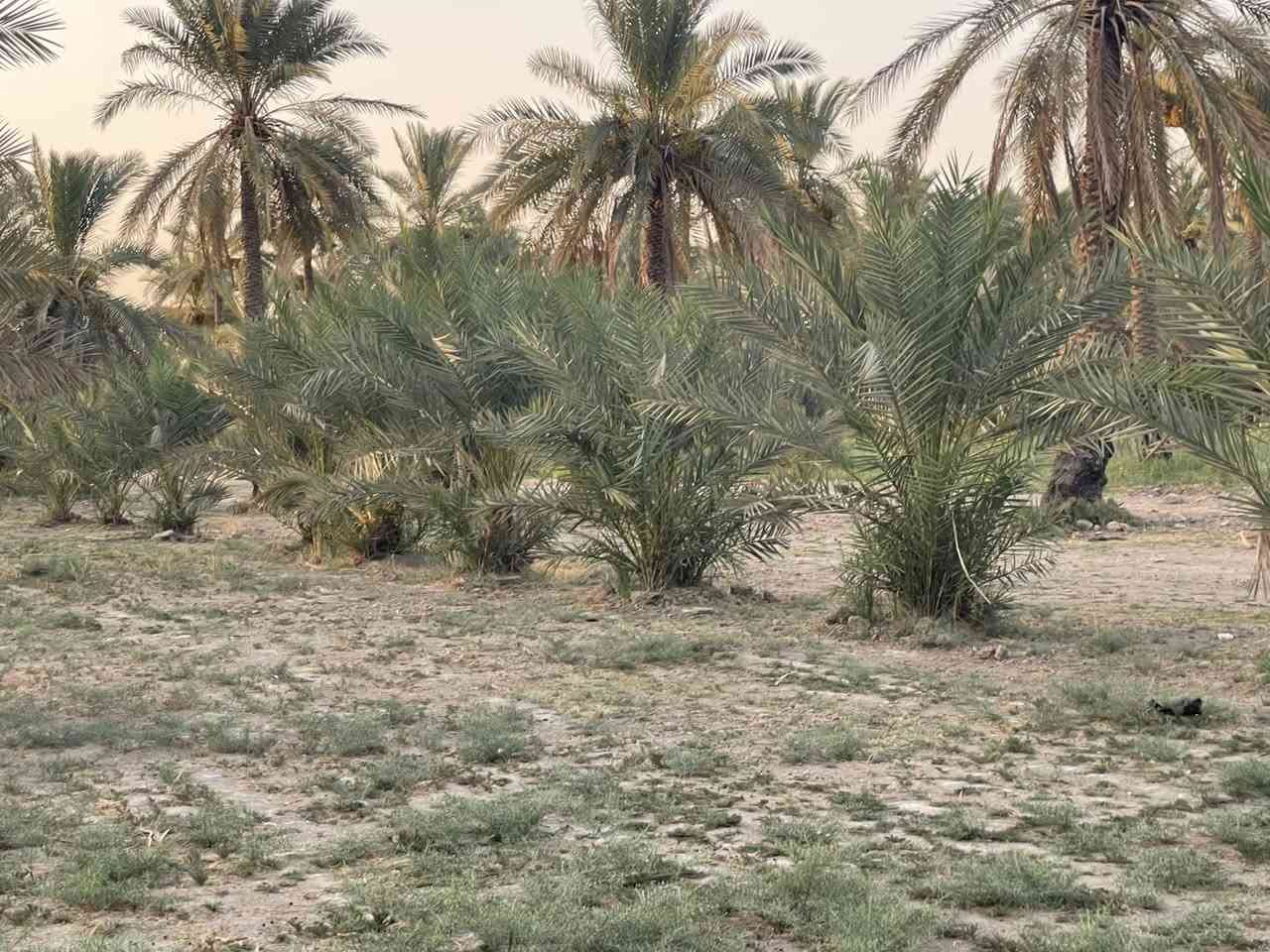 بستان 4دونم طابو زراعي سند 25سند منفرد تحويل بسم المشتري يحتوي على مجموعه من النخيل معه كافت الخدمات ماء كهرباء تبليط مدارس مستوصف كربلاء المقدسة قرب المعهد الفني  طريق كربلاء حله تبعد عن مركز المدينة 15كيلو اي استفسار اتصال عله رقم الهاتف***********,,***********
