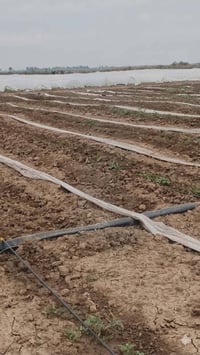 #يوجد كادر عمال تتريب طماطه تصال وستفسار 07803698765