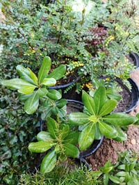 نبات (عين البزون) هي شجيرة دائمة الخضرة ومزهرة موطنها الأصلي شرقي آسيا...