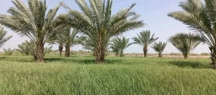 بستان للبيع مساحة ١٨ دونم طابو زراعي تحويل مباشر
يحتوي على ٣٠٠ نخلة حمال
الموقع خيكان منطقة الجوادية 
*********** علي
*********** ابو احمد
