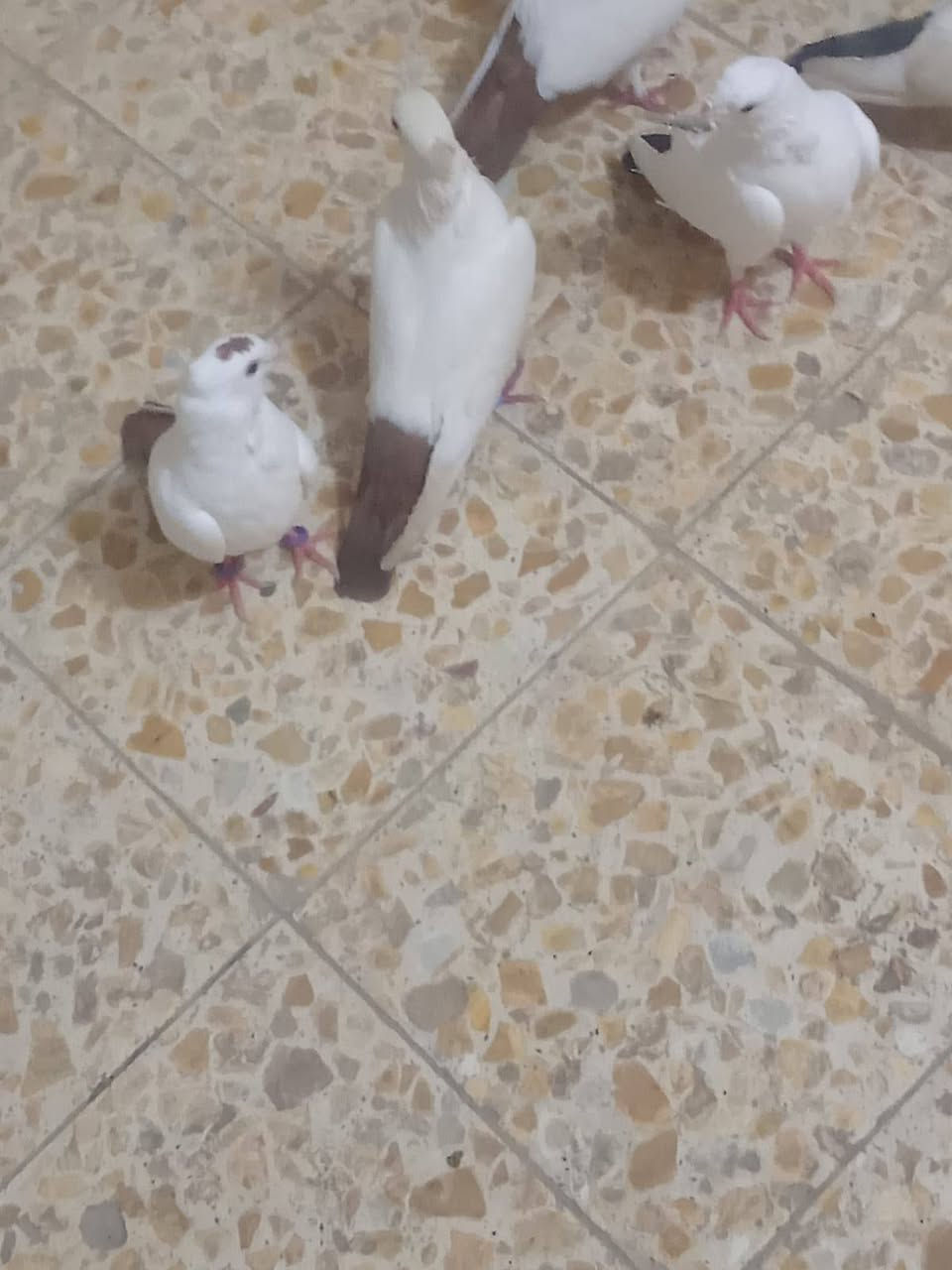 عرافيل.ذيل.احمر.وذيل.اسودللبيع.كربلاء
***********
