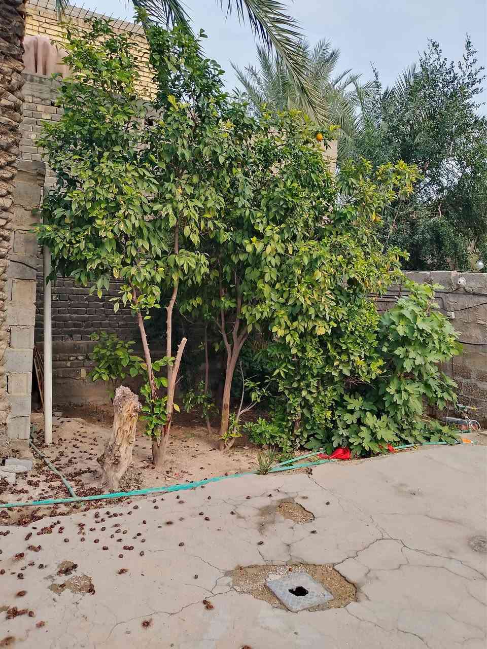 السلام عليكم ... بيت للبيع بشارع الغرير قرب المولدة الثانيه فرع ابو صخر على اليسرى طابو زراعي المساحه 200 يحتوي على غرفة+ حولي+ ملحقاتها +حديقة + حمام خارجي مشترك سند بأسمي بيت كامل مجاري + كهربائيات + تبليط لحد الباب ابيع سعر گاع 
السعر : 93 وبي مجال 
للاستفسار الاتصال على الرقم نت ماعندي 
***********
