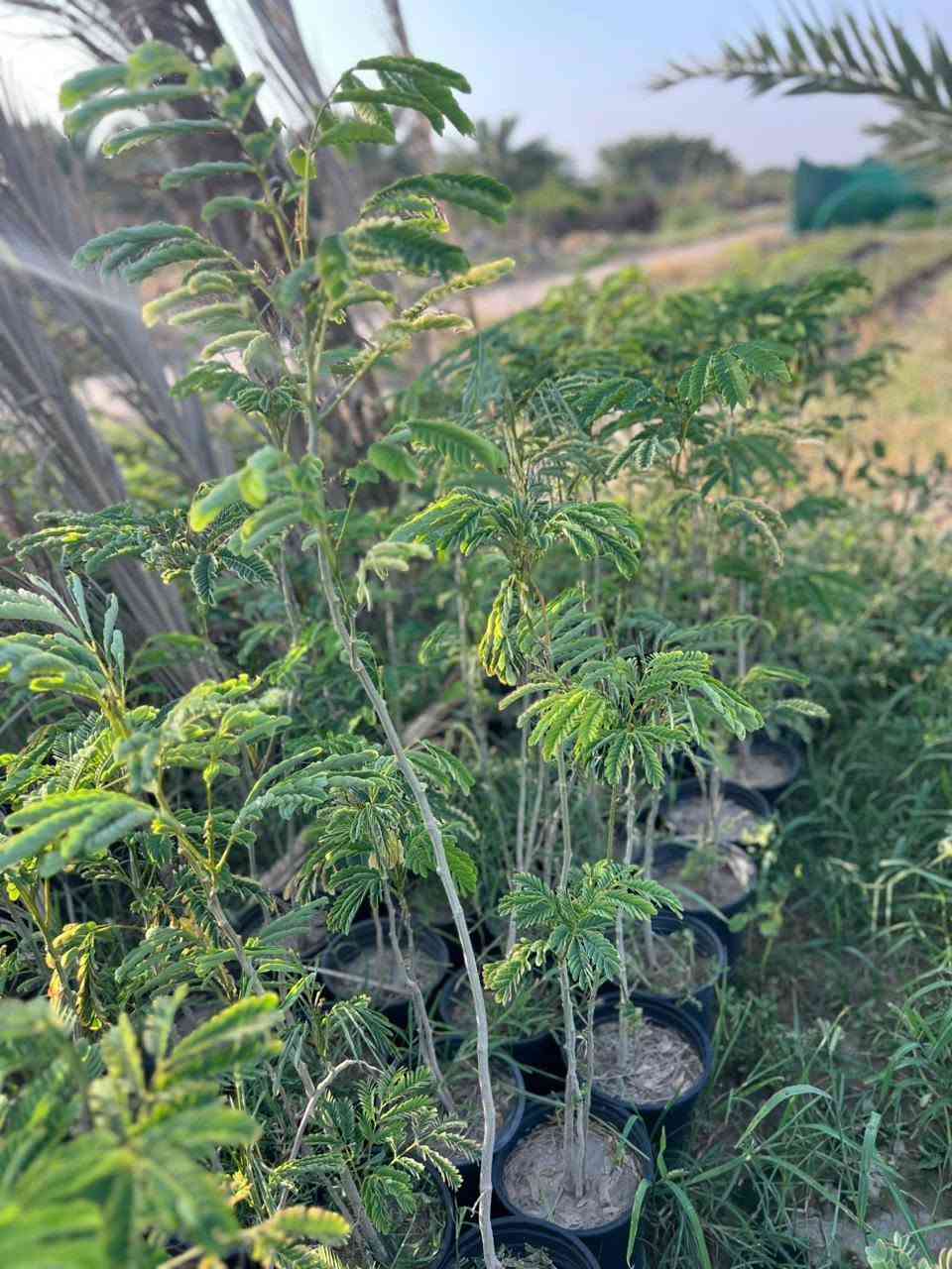 🌿 السلام عليكم ورحمة الله وبركاته 🌿
يتوفر لدينا كافة أنواع الأشجار والنباتات، ومنها:
🌳 الأشجار الزينة والظل
🪴 النباتات الداخلية والخارجية
🌱 الثيل بجميع أنواعه
بجودة عالية وأسعار مناسبة.
📍 العنوان: بابل – طريق الحلة/النجف – قرب جامعة بابل.
📞 للاستفسار والطلب: ***********
أهلاً وسهلاً بكم، زيارتكم تشرفنا. يوجد أيضا لاين حدايق بكل انواعه
