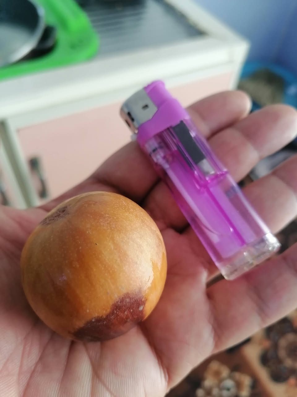 السلام عليكم ورحمة الله وبركاته
للتطعيم بكافه انواعه التفاحي العادي والتفاحي التجاري
الزيتوني والتايلندي العرموطي والباكستاني،
الاتصال ***********
