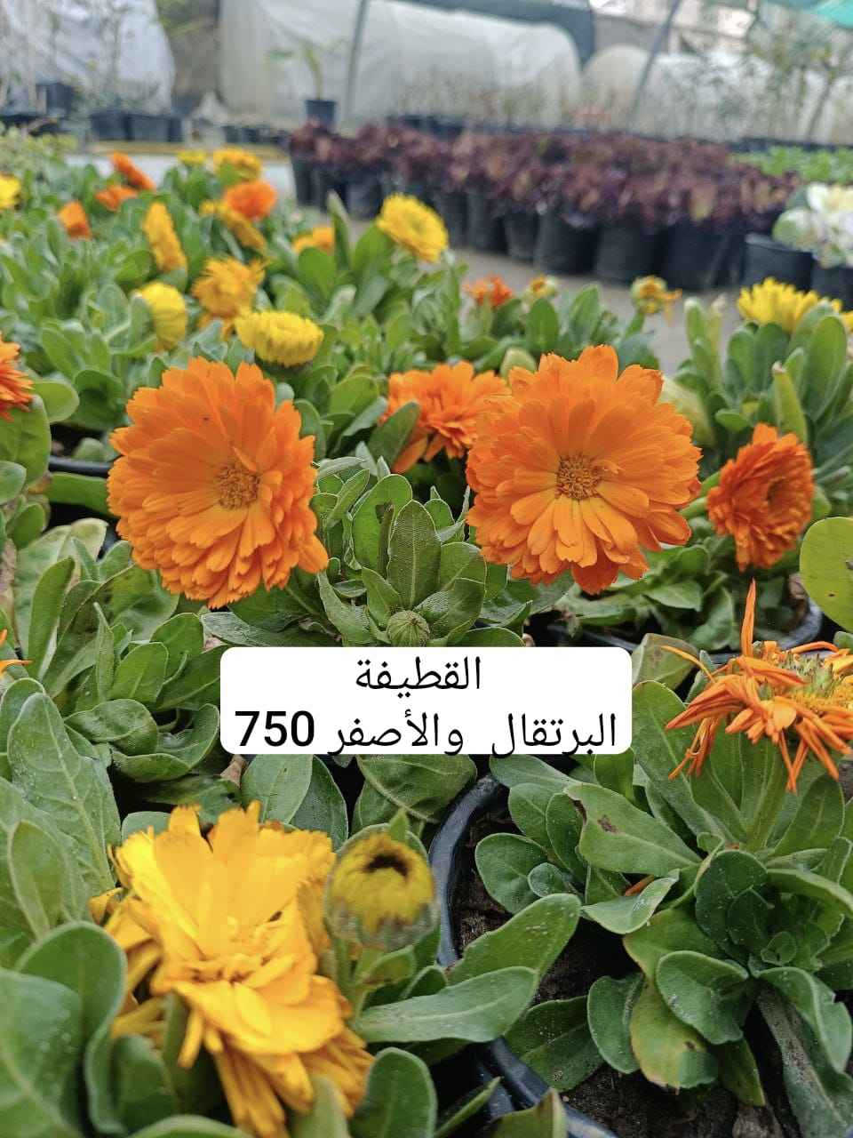 مشتل الروان الشطره, ذي قار


**إذا كنت صاحب هذا الإعلان وتريد حذفه لأي سبب، رجاءا أرسل رسالة إلى الدعم الفني**