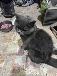 بزونه • الحرية • معثور