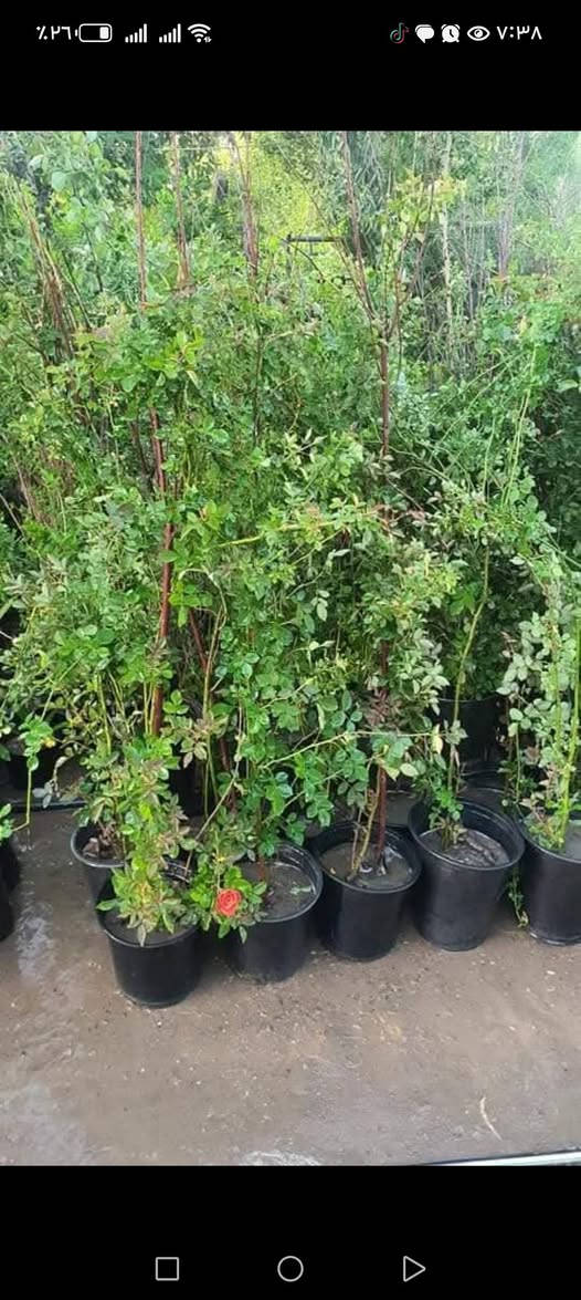 مع بداء موسم مروج الخضراء 🌹🍀🌵🌻
🌹مستعدون لترتيب   الحدائق المنزليه 🌹
🛑  ترتيب الحدائق المنزليه.م̷ـــِْن جديد
🛑تصميم النينة والاشجار جميع نباتات
🛑زراعة الثيل بكل انواعة (الايطالي والفرنسي و الهندي) 
🛑زراعة الاشجار 🌱🌿 و النخيل 🌴
🛑زراعة الورود 🌹🌺 وجميع نباتات
🛑قص الثيل وتحديدة 🍀 وترتيبها الحدايق تنضيف 
الحدقجي ياسر      ***********
