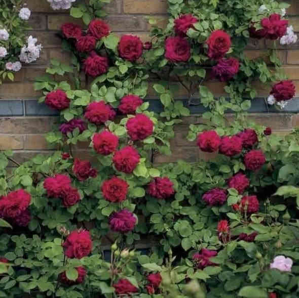 🌿🌸نسرين متسلق🌸🌿
من اجمل و أقوى النباتات المتسلقة
يعتبر نوع من انواع الجوري، دائم الخضرة مقاوم للحرارة والاجواء العراقية (عن تجربه)

توفر لدينا كثيف مثل ما موضح بالصورة

السعر ٤٠٠٠ دينار
#خصم 👇
كل ٣ شتلات بـ١٠،٠٠٠ دينار فقط 💥
#ملاحظة
(النبات ما مورد حالياً و الوان غير معروفة)

للطلب و إلاستفسار الاتصال على الرقم التالي *********** ☎️
يوجد توصيل داخل الكوت فقط 🚕
متواجدين 👇
من الساعة 8:00 ص🕗
و حتى الساعة 10:00م🕙
