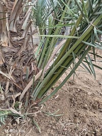 خيار • للبيع • حديقة