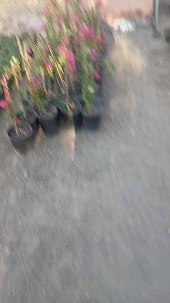 مشتل الزهور حي ميسان مقابيل مصرف الدم


**إذا كنت صاحب هذا الإعلان وتريد حذفه لأي سبب، رجاءا أرسل رسالة إلى الدعم الفني**