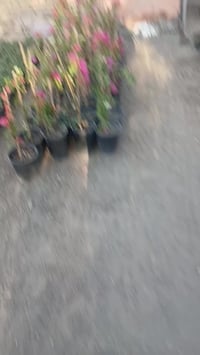 مشتل الزهور • حي ميسان • مقابل مصرف الدم