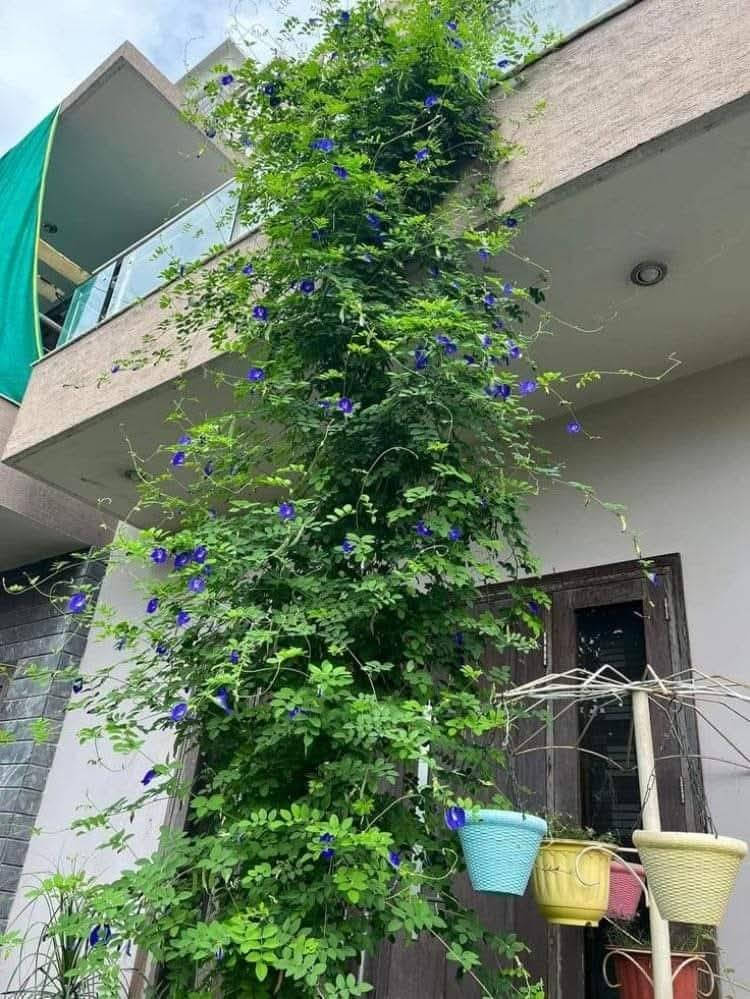 توفرت بذور متسلق شاي ازرق

مغلف الفين يوجد توصيل 
الحجز برسالة
اذا ماوصلت رسالة نبهوني بتعليق


**إذا كنت صاحب هذا الإعلان وتريد حذفه لأي سبب، رجاءا أرسل رسالة إلى الدعم الفني**