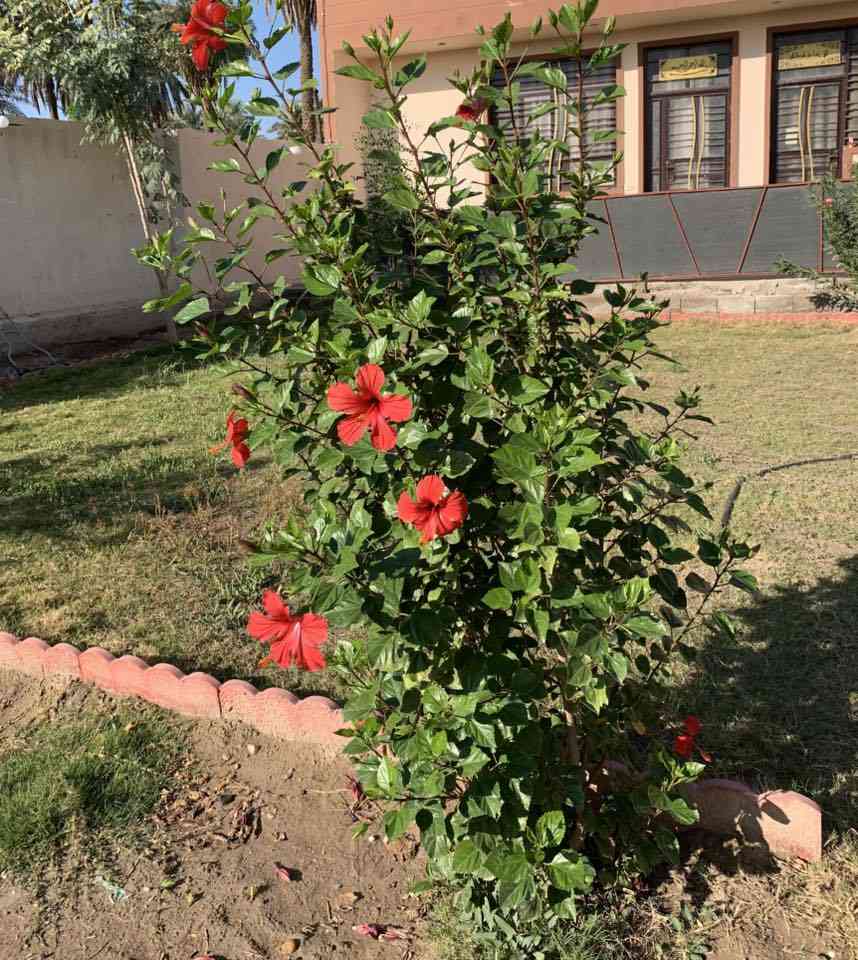 للبيع قطعه ارض مساحتها 800 م مشيد عليها ثلاث دور متوفر ماء وكهرباء ومجاري باقي فقط التبليط في شارع سيد محمد مقابيل جزيره بغداد السياحيه ملك صرف زراعي  من صاحب السندللاستفسار الاتصال على الرقم ***********
