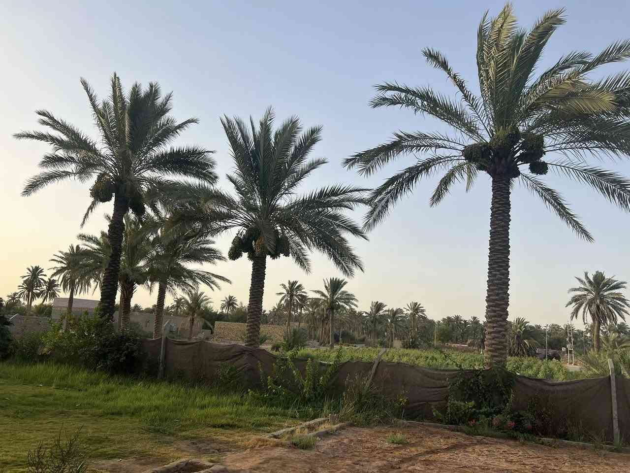 سلام عليكم ارض طابو زراعي للبيع المساحه 5 دونم للبيع 
العنوان ام نعجه 256طريق كربلاء - نجف        
التفاصيل بيه بيت جديد +حقل ابقار + برج انترنيت + كافة الخدمات.      ‭0783 885 1910‬
