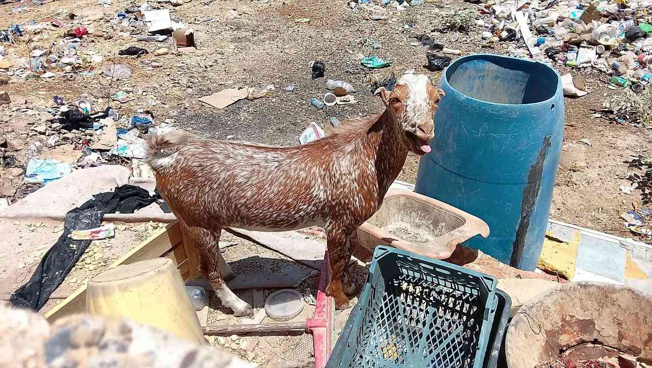 السلام عليكم 
جدي فول مفول غزال يرهم ذبح ويرهم فحل 
يطلع بل 10كيلوات اكثر شويه سعره 225قفل 
مكاني تكريت القادسيه قطعه خمسميه 
***********
رجاءاً الموشراي لا يعلق ولا يتعبني الله يرحم والديكم

