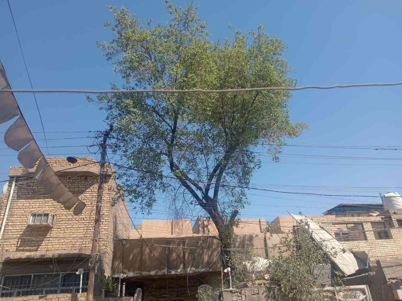 قطع الشجار مجاني واتساب ***********
