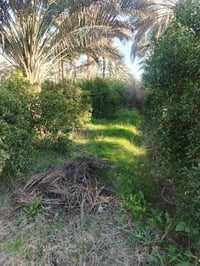 2 دونم للبيع سند 25تحويل مباشر بسم المشتري بغداد الراشدية قرية العراكن...