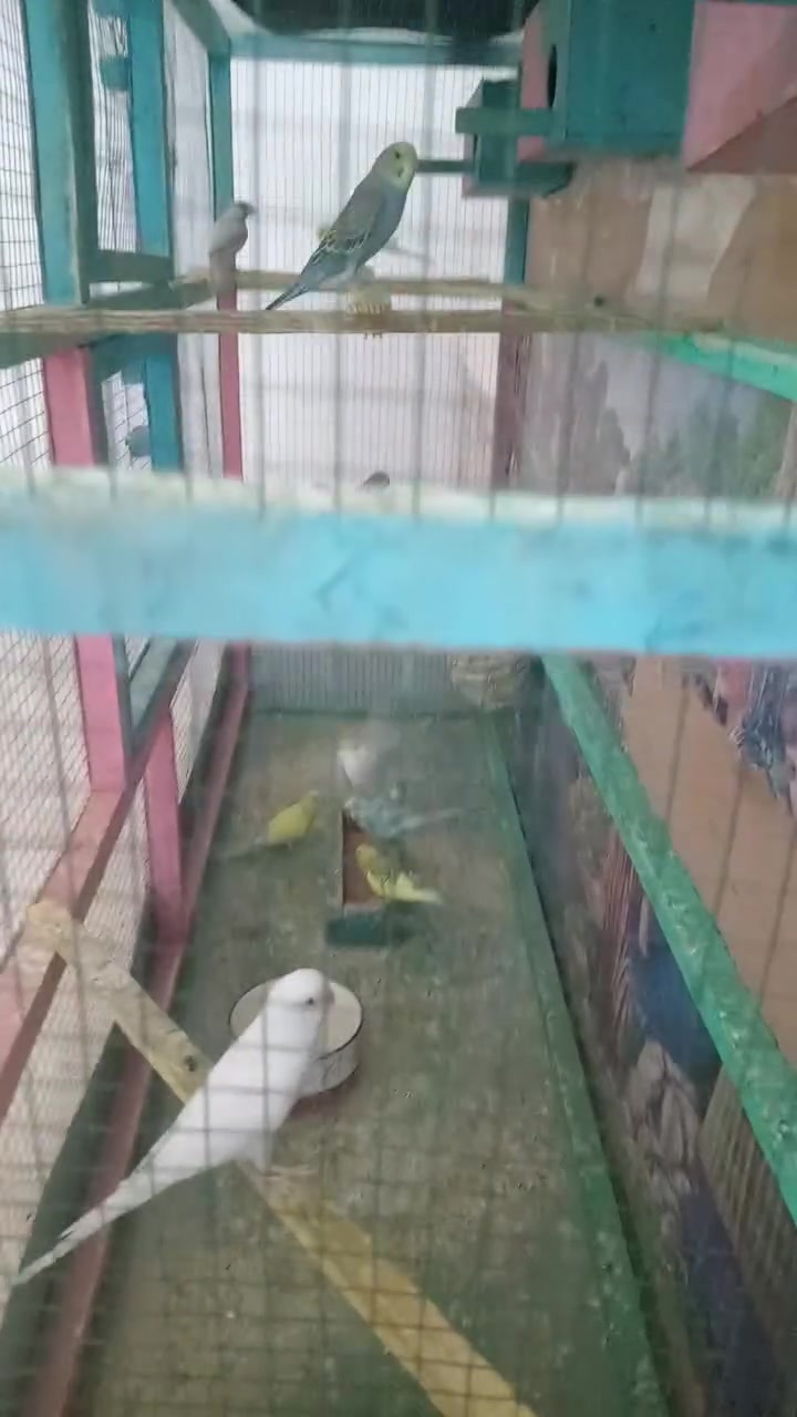 طيور زينه للبيع ناصريه مركز مبايل ***********
