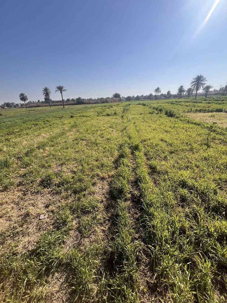 السلام عليكم ارض زراعيه للبيع
5 دوانم ينباعن كلهن سوه لحد يخابر يكلي اريد دونم 
موقع فرع المصلخ القطعه الأولا تبعد عن تقاطع الجسر 600م 
ماي شته صيف خير من الله متوفر ومينكطع 
الأستفسار.  ***********
