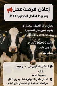 السليمانية • شغل عائلة • رعاية بقر
