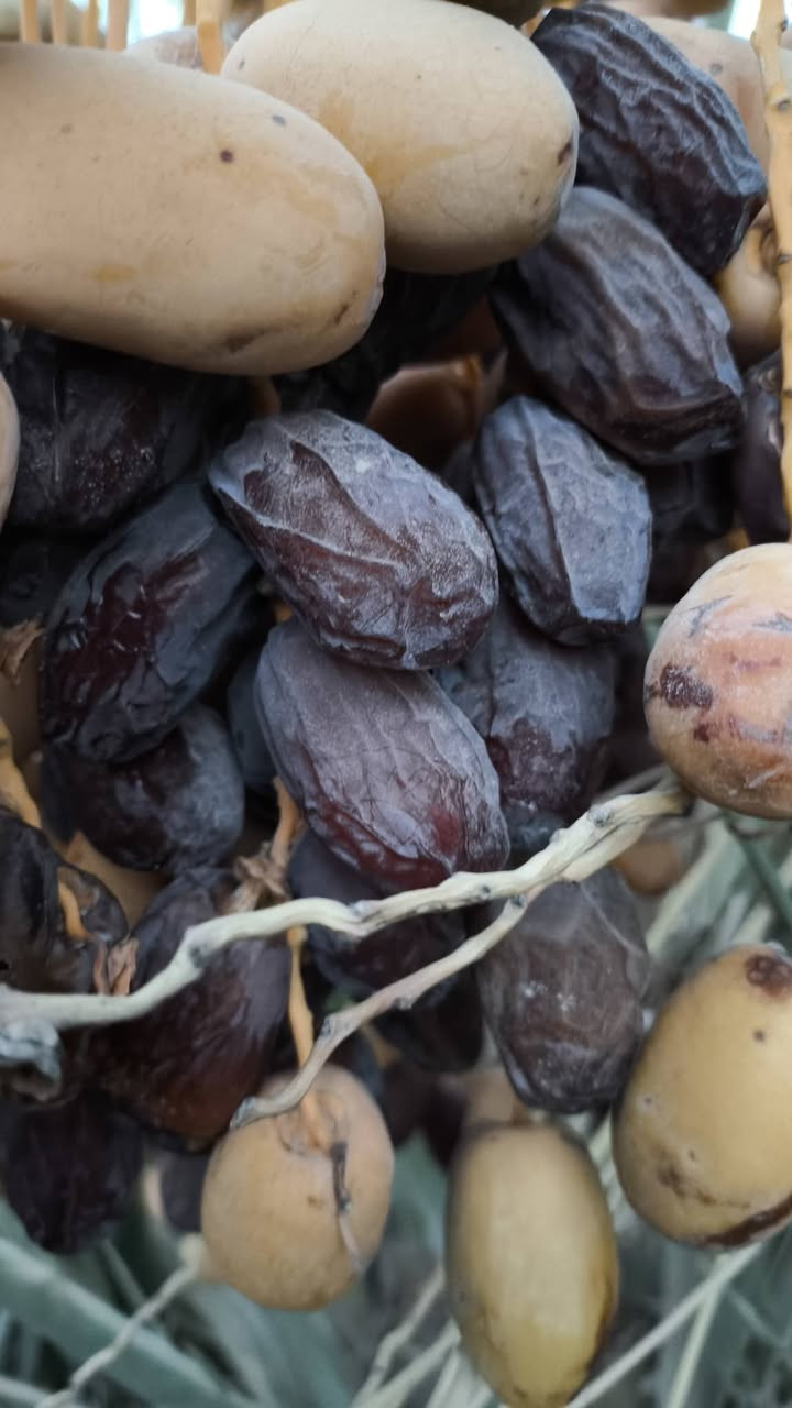 يتوفر فسائل مجهول للبيع في البصره قضاء المدينه منطقة خميسه سعر175
***********
