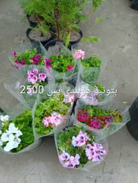 عرض العيد • مشتل سيدجلال