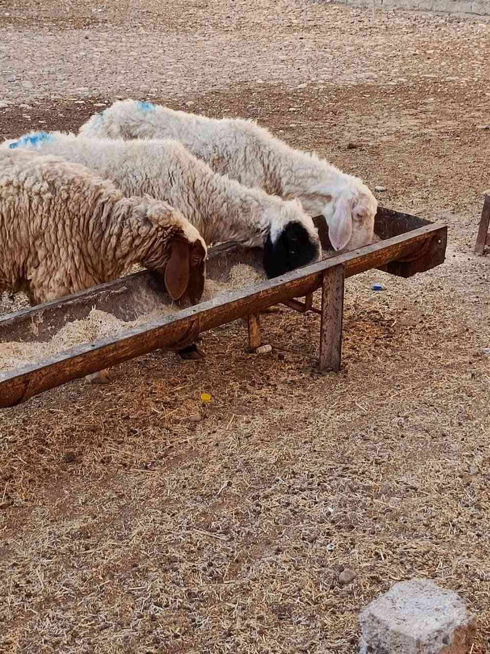 يوجد نعاج درجه اولى العدد 5 ناصحات شرط نصاحه بعدهن وراجين ومحنيات وبيع شلع سعر الوحده 160 الف قفل 🔒 بدون عمله العنوان بيجي رقم الهاتف ***********....‏‪***********‬‏
