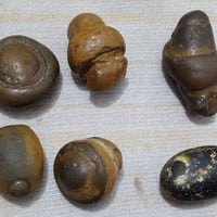 شلع • متفرقات