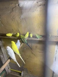 طيور حب هولنديات للبيع سعر خاص اوتصال ٠٧٨٧٨٩٤٠٤٧٥