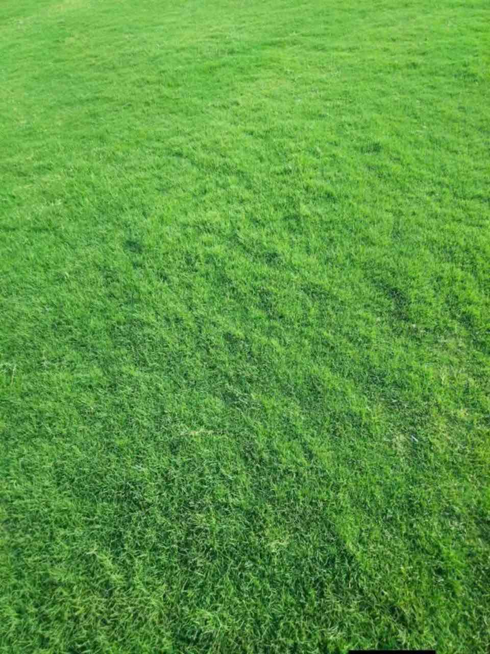 يوجد ثيل درجه اولا بنواعه.المختلفه🌿
تجهيز...👇
مشاتل🌴👇
دوائر حكوميه🏦👇
منازل🏡👇
منتزهات🏄👇
ارصفه.👈...يوجد توصيل في جميع المحافضات🌏وَبّڴمٌيـاتْ مٌٌختْلُفَهہ 
***********
