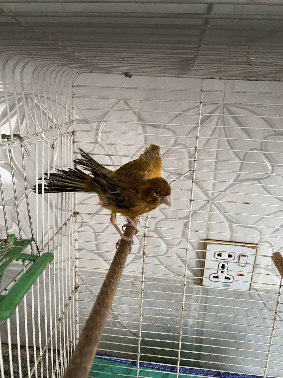 زوج كناريات زنجاريات الطيره بيضت البارحه  الفحل فول انتاج عراقي مو مستورد مكاني العلم 
***********
*********** السعر ١١٠ الف مع كافه الملحقات
