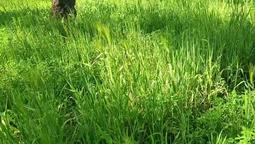 موقع حلو مرتب يصلح سكن عنوان مدائن سلمان باك منطقه باوي للاستفسار الاتصال ع ***********
