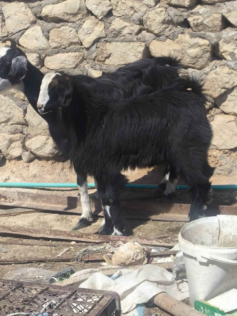 متاح عنز فاخره درجه اولئ فول عنز كامله مواصفات خشانه فول حلابه فول وره جدي  يطلع  بل ١٥ كيلو ويرهم فحل درجه اولئ 
سعرها هي وابنه ب ٤٠٠  مشالله عليه 
مكاني حديثه شيخ حديد يوجد توصيل حسب الاتفاق لشراي يتصل ويدلل 
***********
