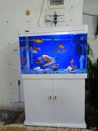 حوض سمك • للبيع • كركوك