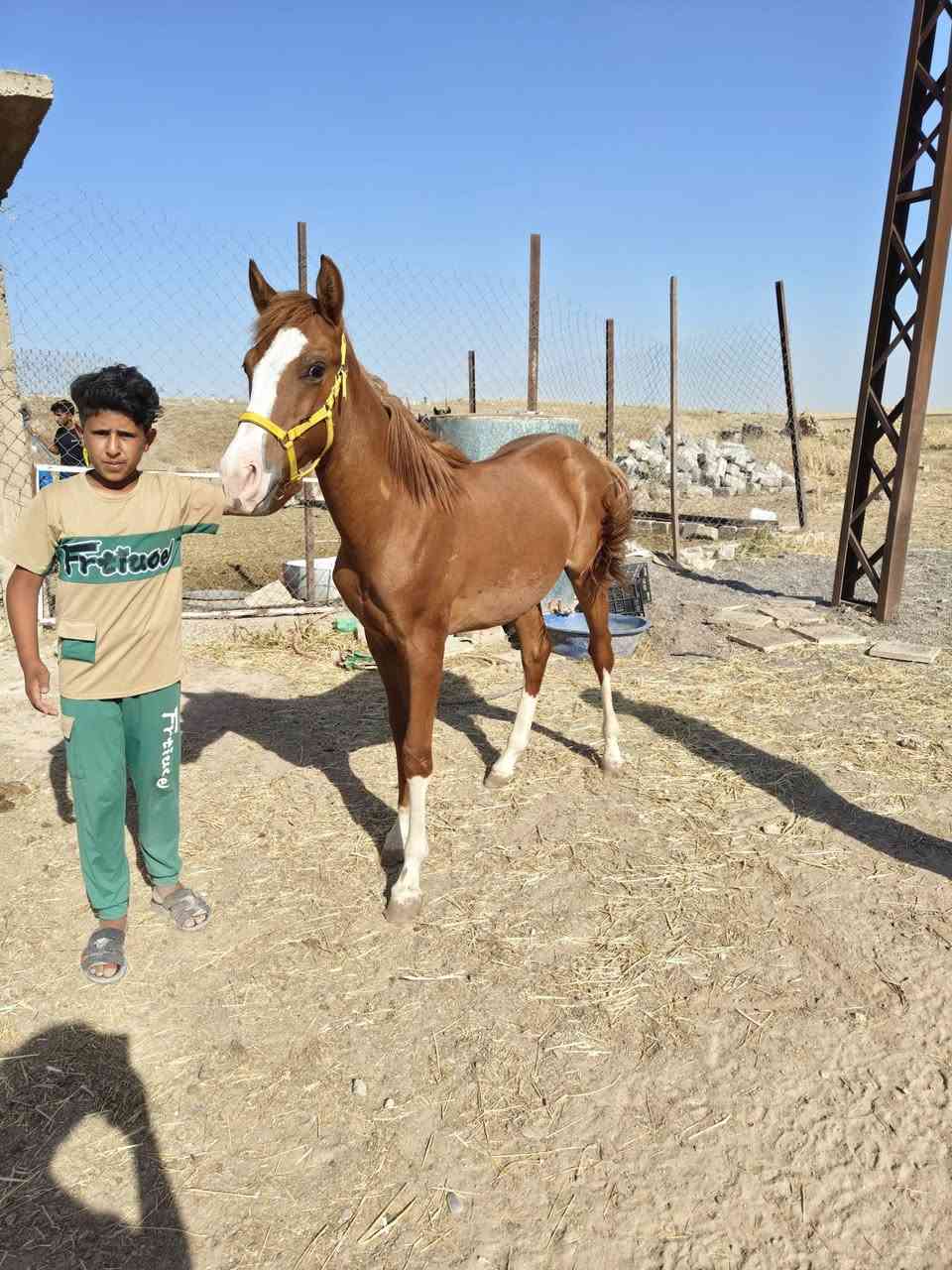 السلام عليكم فلو عمره 8 شهر خالي من كل عيب سعرو حيل مناسب 900الف وبي مجال حك جيه المكان الموصل ناحية حمام العليل معروف ام واب


**إذا كنت صاحب هذا الإعلان وتريد حذفه لأي سبب، رجاءا أرسل رسالة إلى الدعم الفني**