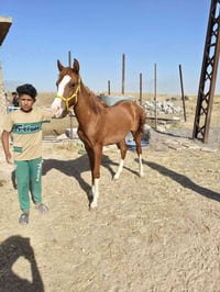 الموصل حمام العليل • ٨ شهور • خالي من عيوب